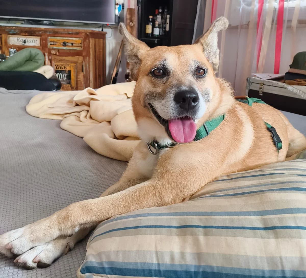 Marlyn ♀ 🇩🇪, female senior mixed breed for adoption at Tierschutzverein Hundehilfe Hinterland e.V., Biedenkopf