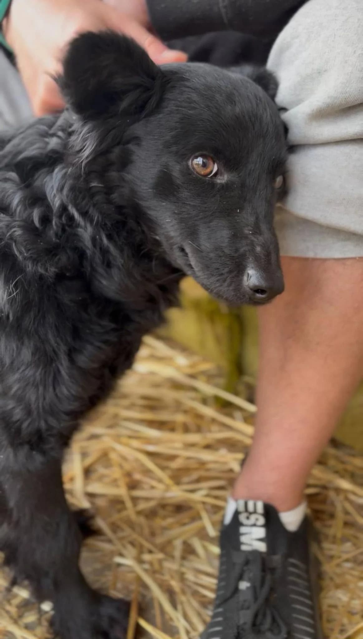 Sigi ♂ 🇭🇺, male young Mixed Breed for adoption at Tierschutzverein Hundehilfe Hinterland e.V., Biedenkopf