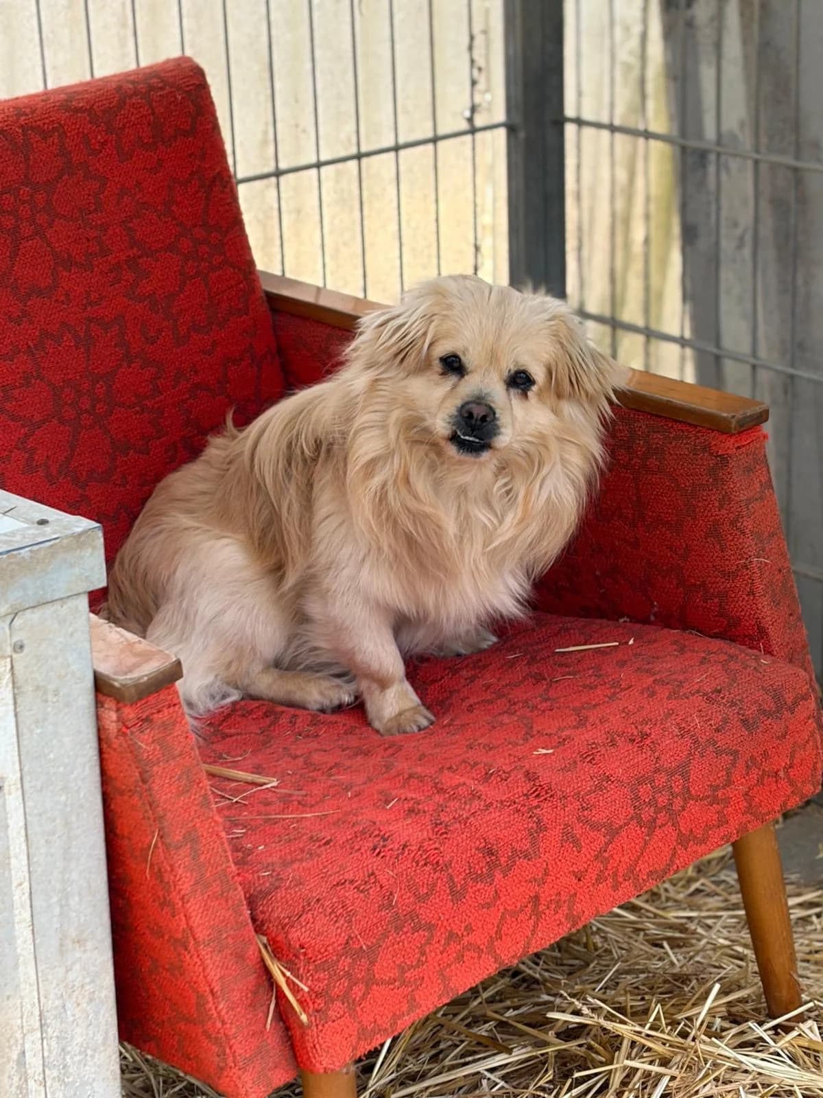 Berti ♂ 🇩🇪 -reserviert, male young Mixed Breed for adoption at Tierschutzverein Hundehilfe Hinterland e.V., Biedenkopf