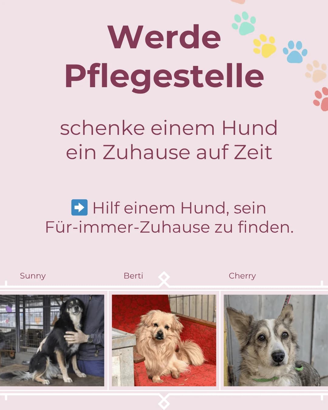 Werde Pflegestelle, Mixed Breed for adoption at Tierschutzverein Hundehilfe Hinterland e.V.
