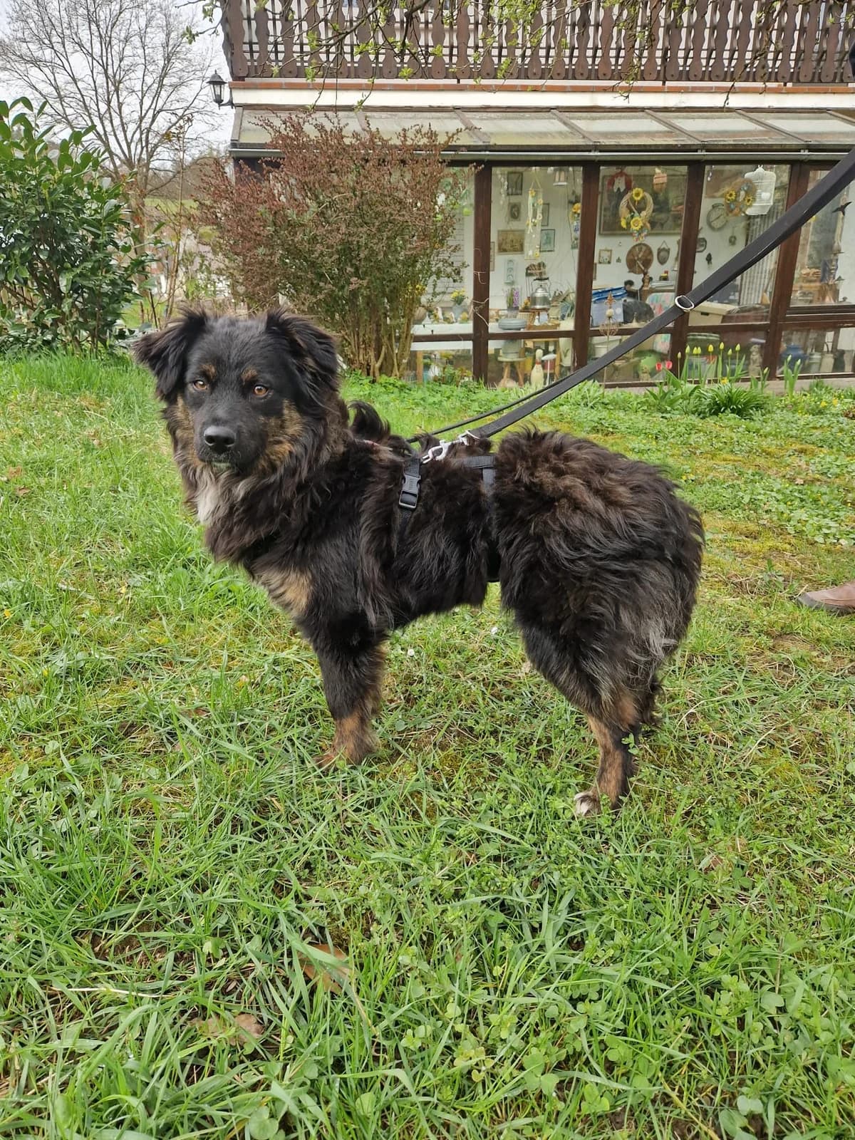 Bella β π©πͺ, female young Mixed Breed for adoption at Tierschutzverein Hundehilfe Hinterland e.V., Biedenkopf