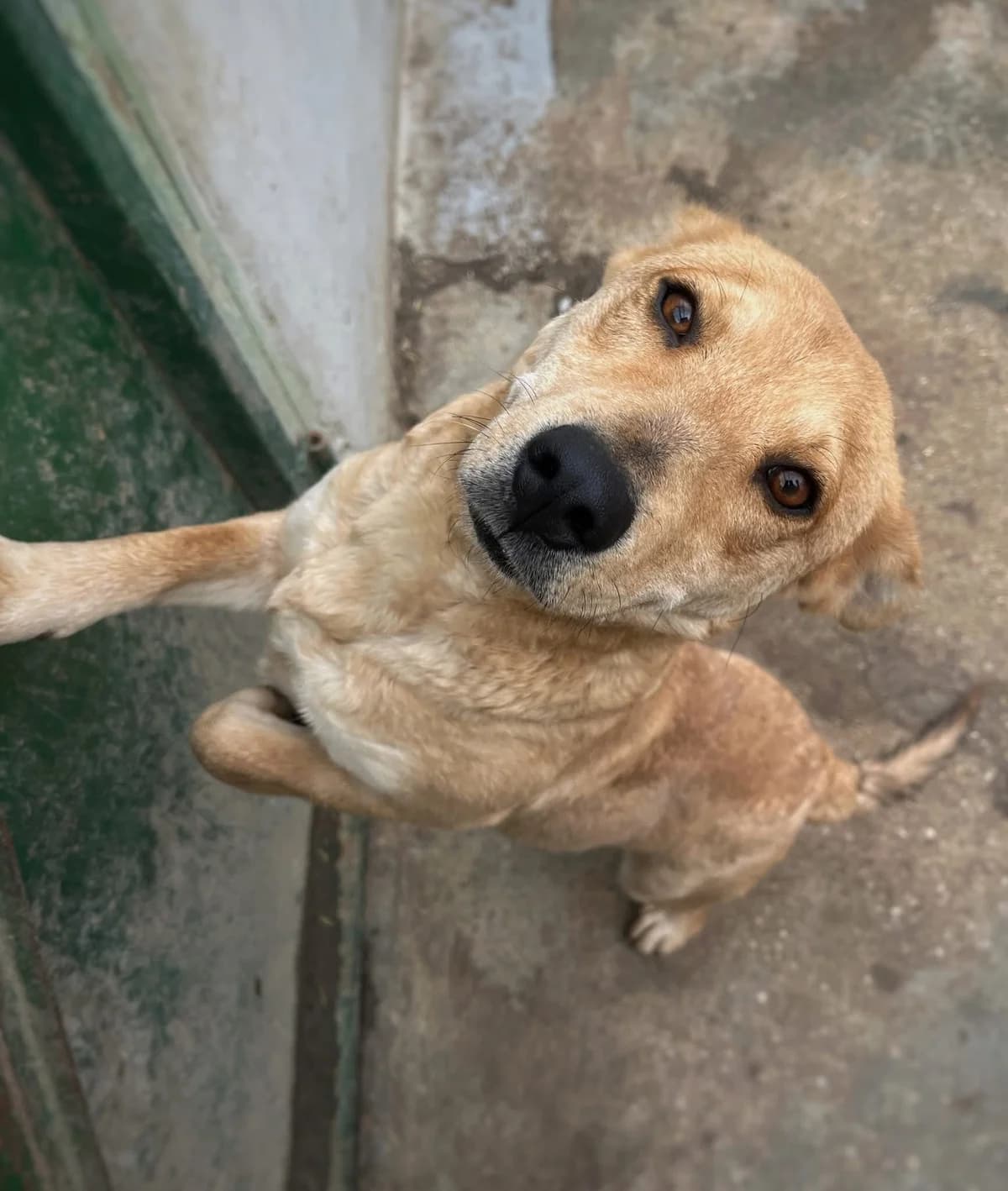 Stella ♀ 🇭🇺, female puppy Mixed Breed for adoption at Tierschutzverein Hundehilfe Hinterland e.V., Biedenkopf