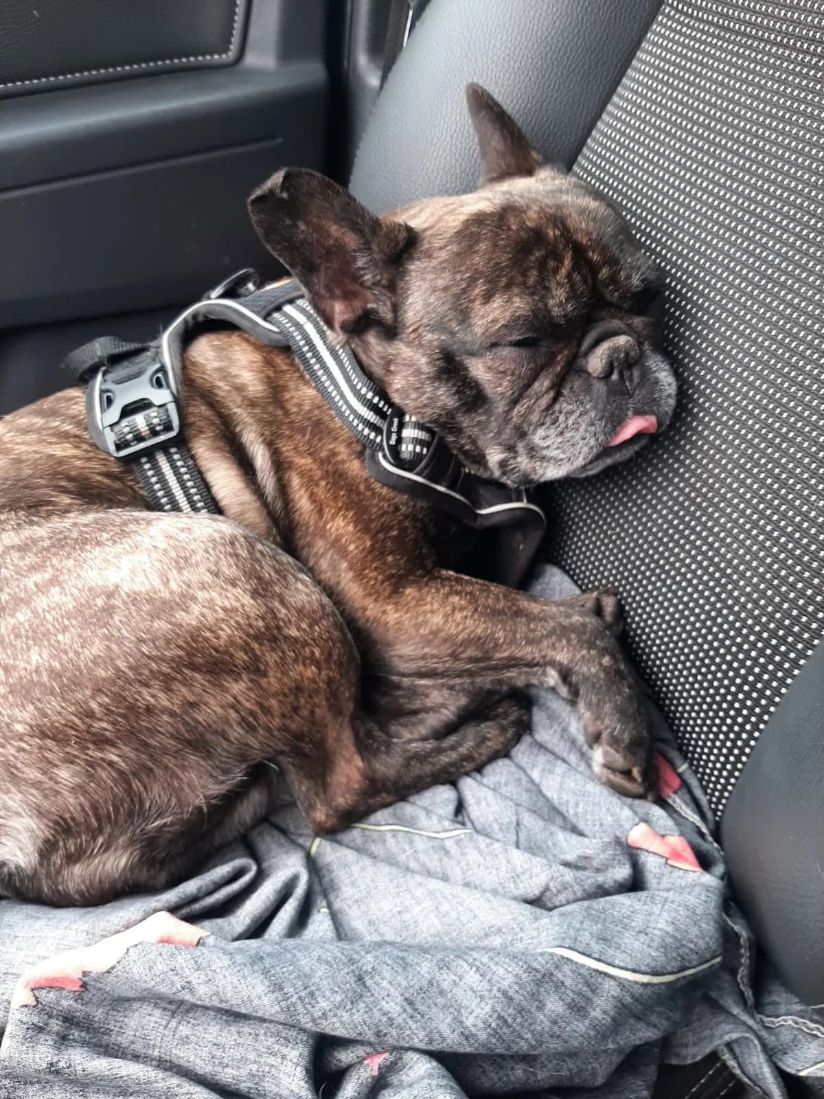 Vermittlungshilfe – Angel ♀ 🇩🇪, female Mixed Breed for adoption at Tierschutzverein Hundehilfe Hinterland e.V., Biedenkopf