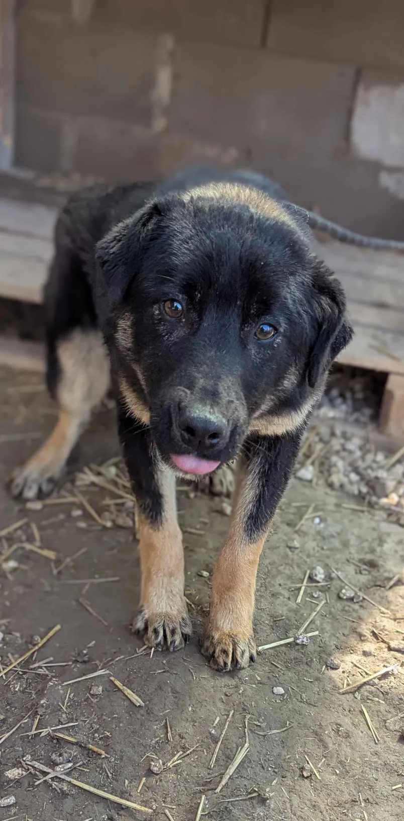 Arko β π§π¬, male senior Mixed Breed for adoption at Tierschutzverein Hundehilfe Hinterland e.V., Biedenkopf
