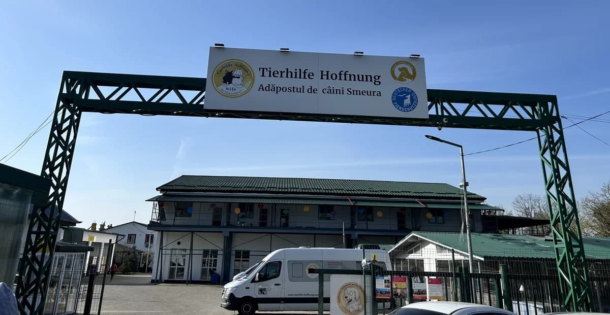 Besuch in unserem Partnertierheim Smeura, female Mixed Breed for adoption at Tierschutzverein Hundehilfe Hinterland e.V.