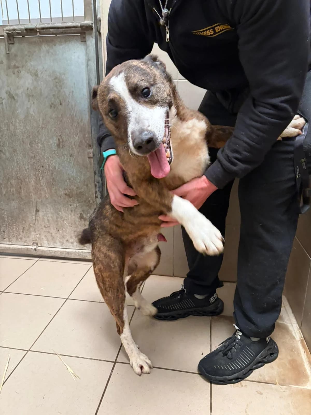 Ramiz ♂ 🇭🇺, male Mixed Breed for adoption at Tierschutzverein Hundehilfe Hinterland e.V.