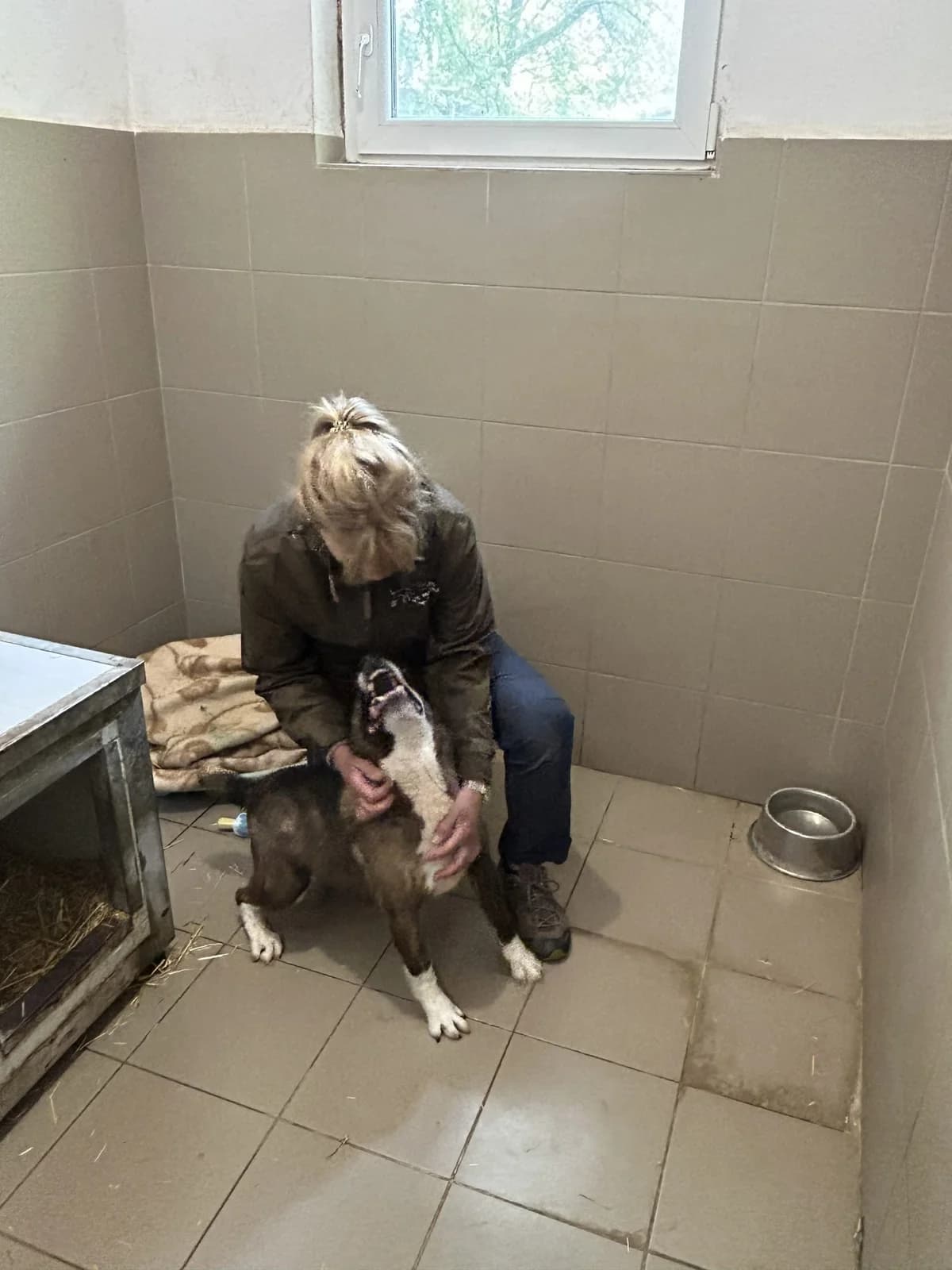 Ramiz ♂ 🇭🇺, male 4yo Mixed Breed for adoption at Tierschutzverein Hundehilfe Hinterland e.V., Biedenkopf