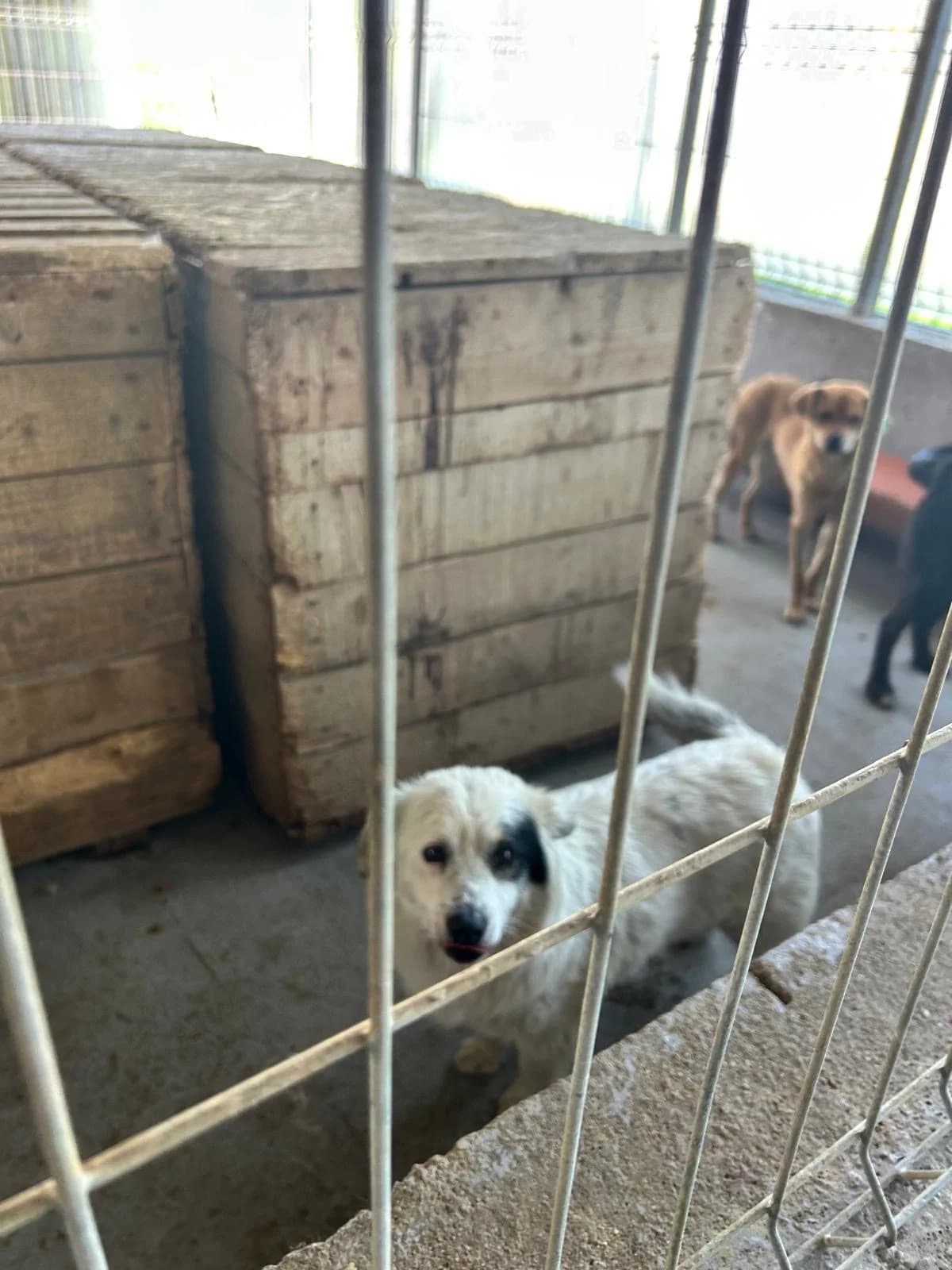 Dottie β π·π΄, female Mixed Breed for adoption at Tierschutzverein Hundehilfe Hinterland e.V., Biedenkopf