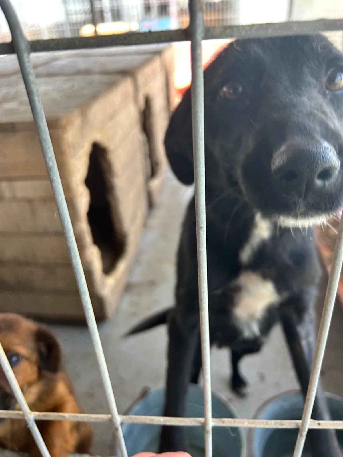 Velvet β π·π΄, gold female Mixed Breed for adoption at Tierschutzverein Hundehilfe Hinterland e.V., Biedenkopf
