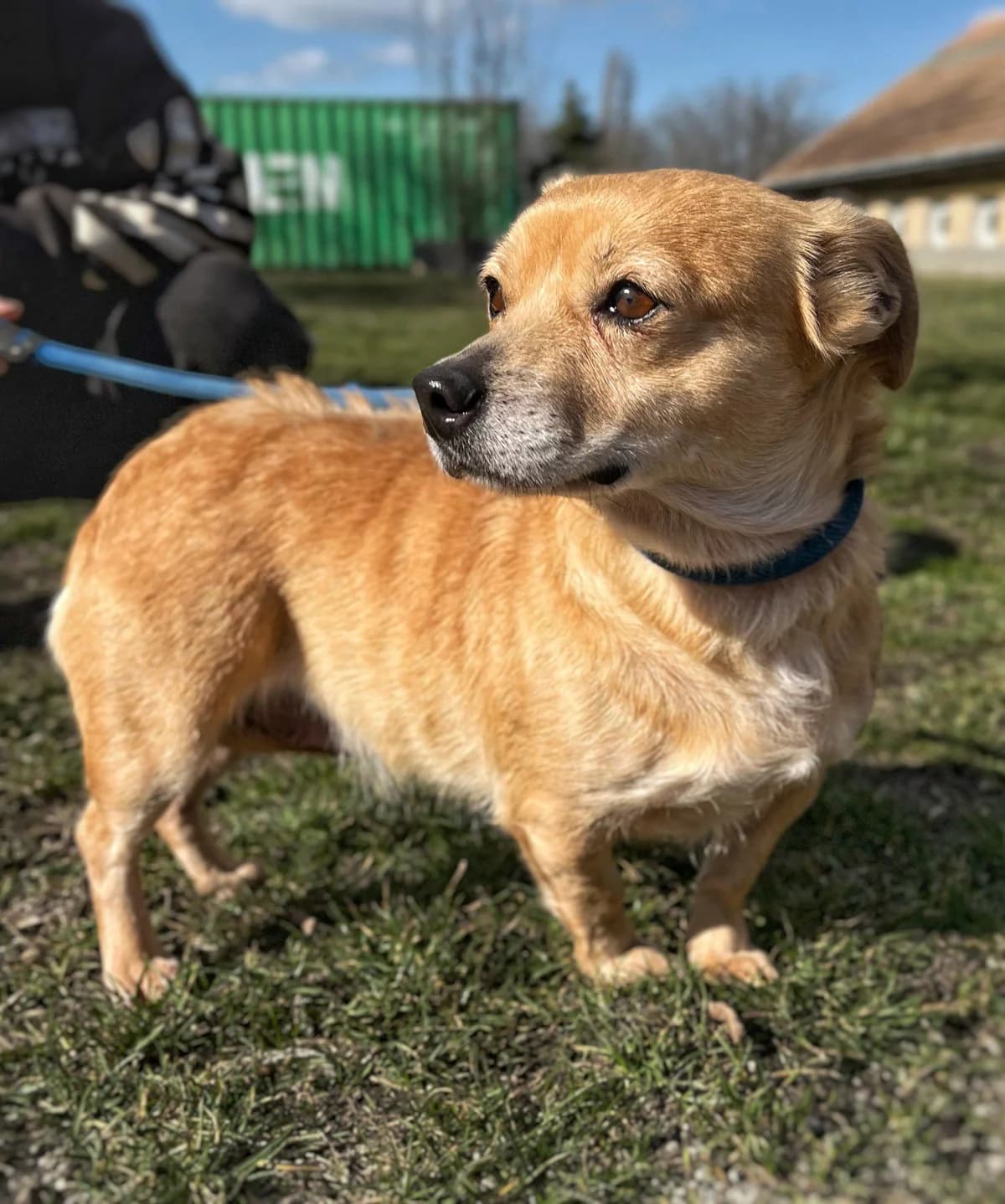 Silling ♀ 🇭🇺, female senior Mixed Breed for adoption at Tierschutzverein Hundehilfe Hinterland e.V.