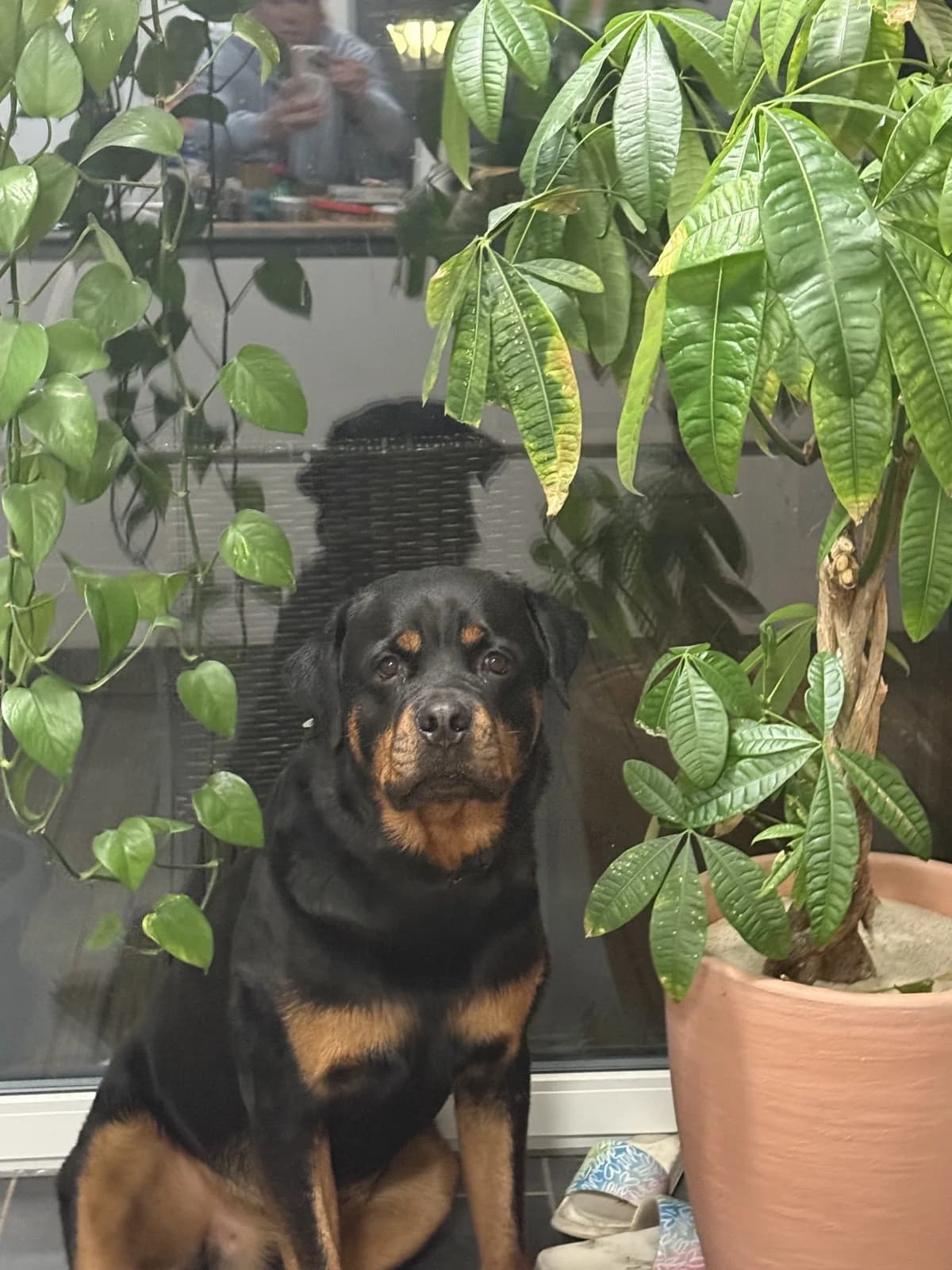 Vermittlungshilfe-Rocko, male 3yo Mixed Breed for adoption at Tierschutzverein Hundehilfe Hinterland e.V.