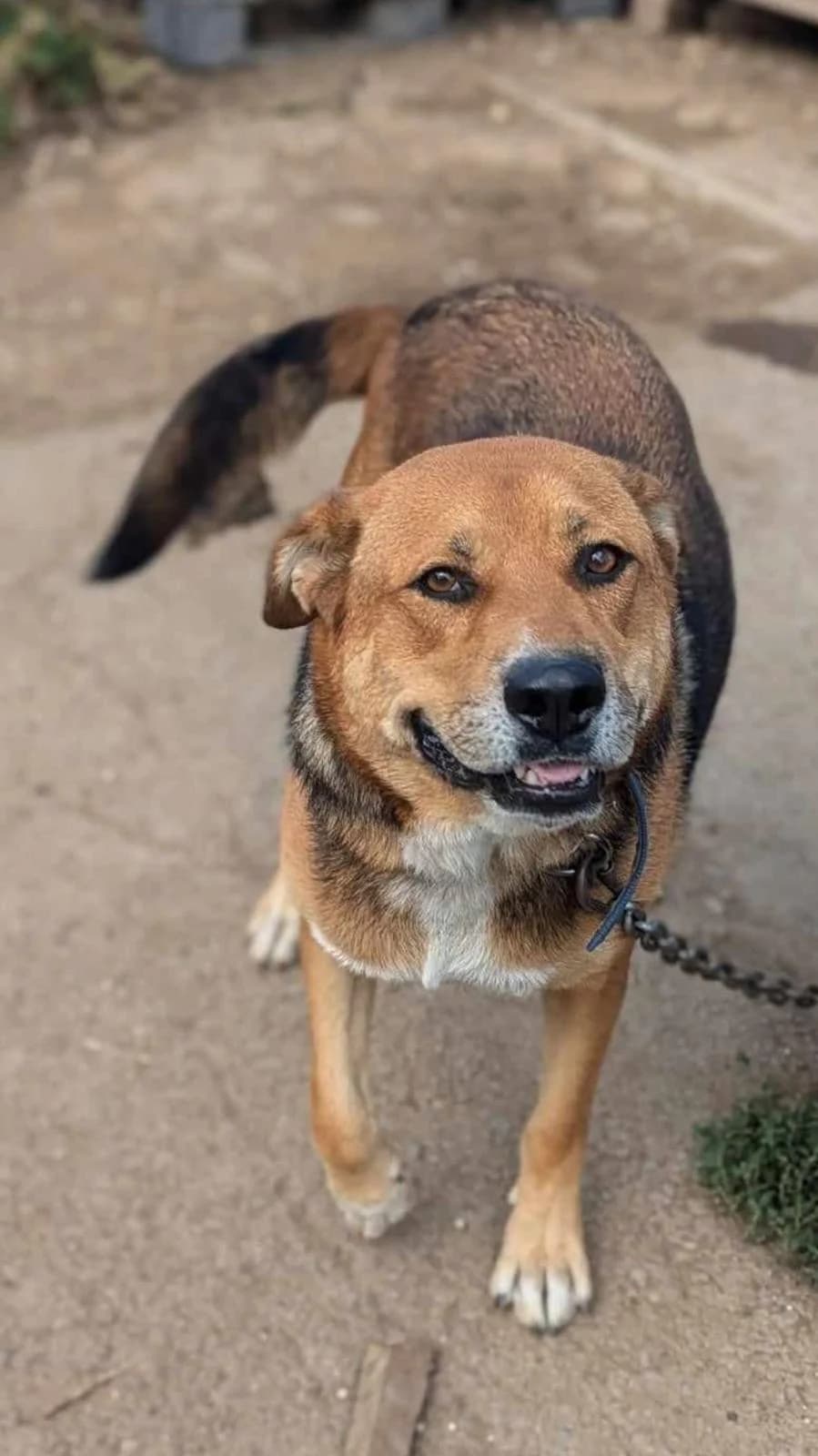 Maverick ♂ 🇧🇬, male Mixed Breed for adoption at Tierschutzverein Hundehilfe Hinterland e.V.