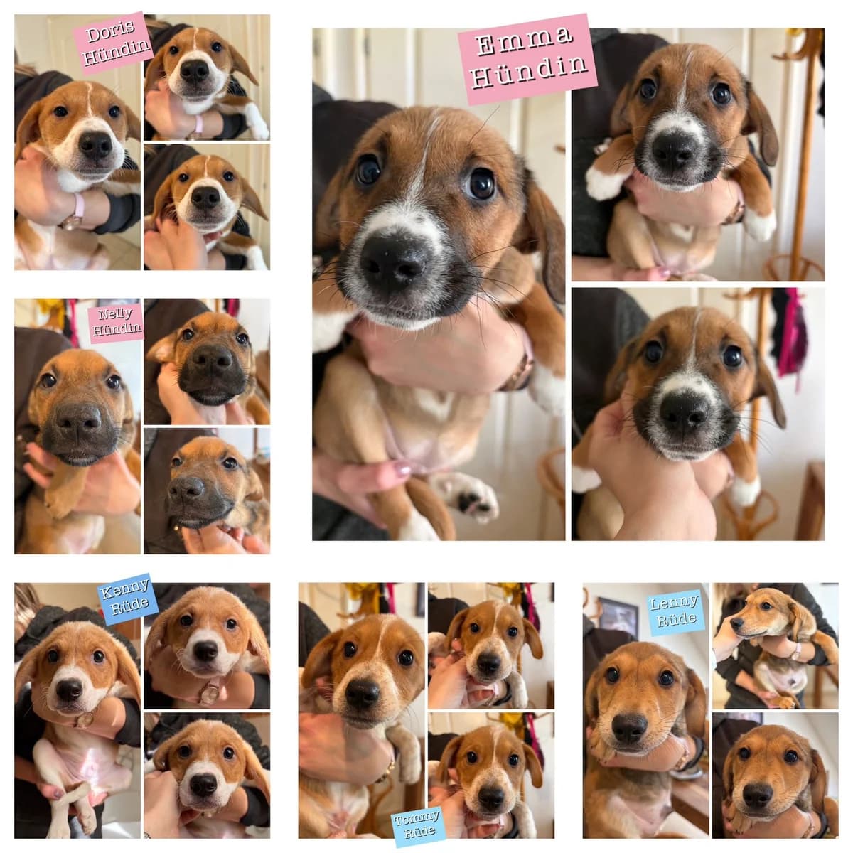 Zuhause gesucht für Pannis kleine Rasselbande, male puppy Mixed Breed for adoption at Tierschutzverein Hundehilfe Hinterland e.V., Biedenkopf