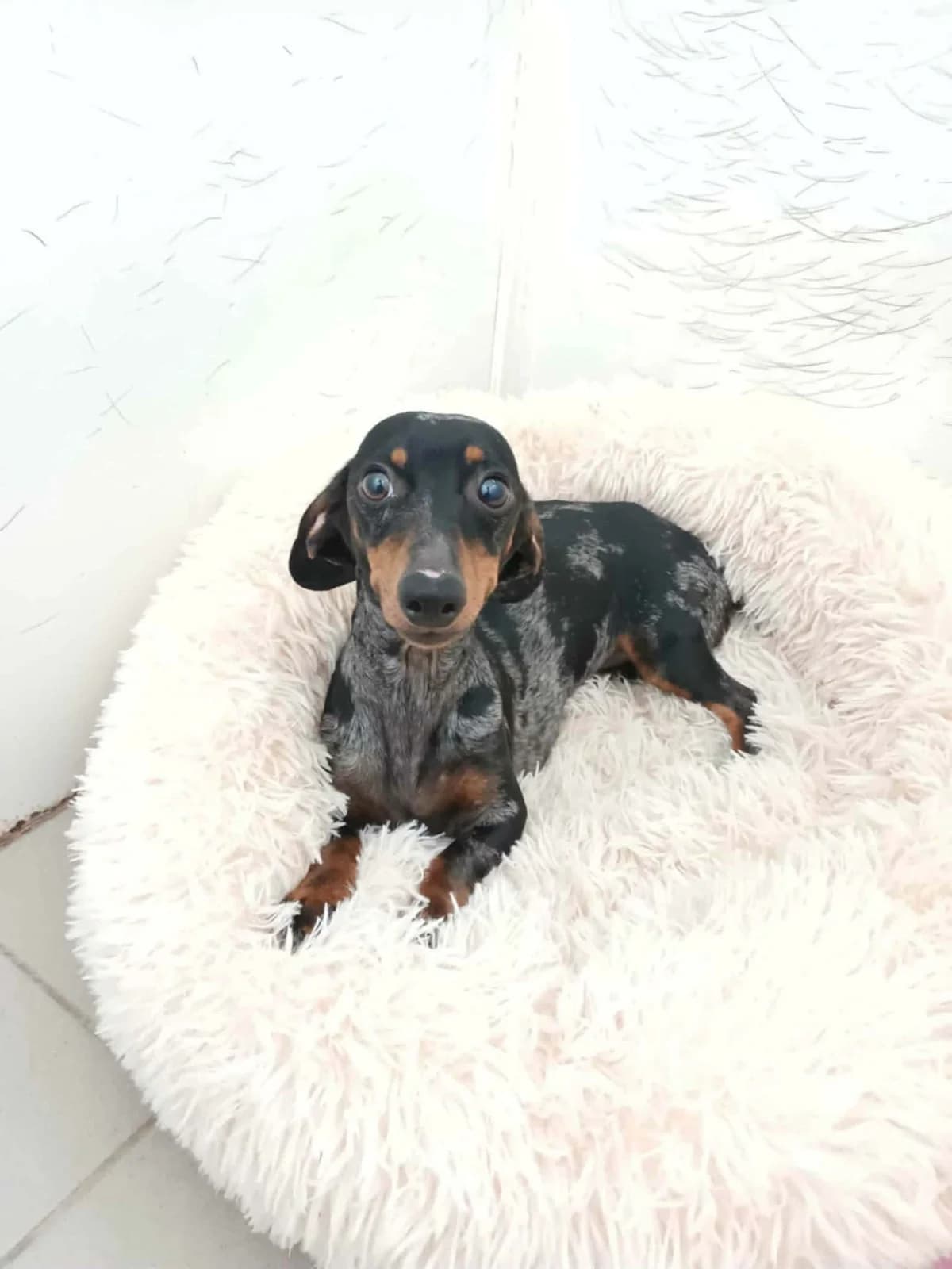 Rika ♀ 🇭🇺, female Mixed Breed for adoption at Tierschutzverein Hundehilfe Hinterland e.V., Biedenkopf