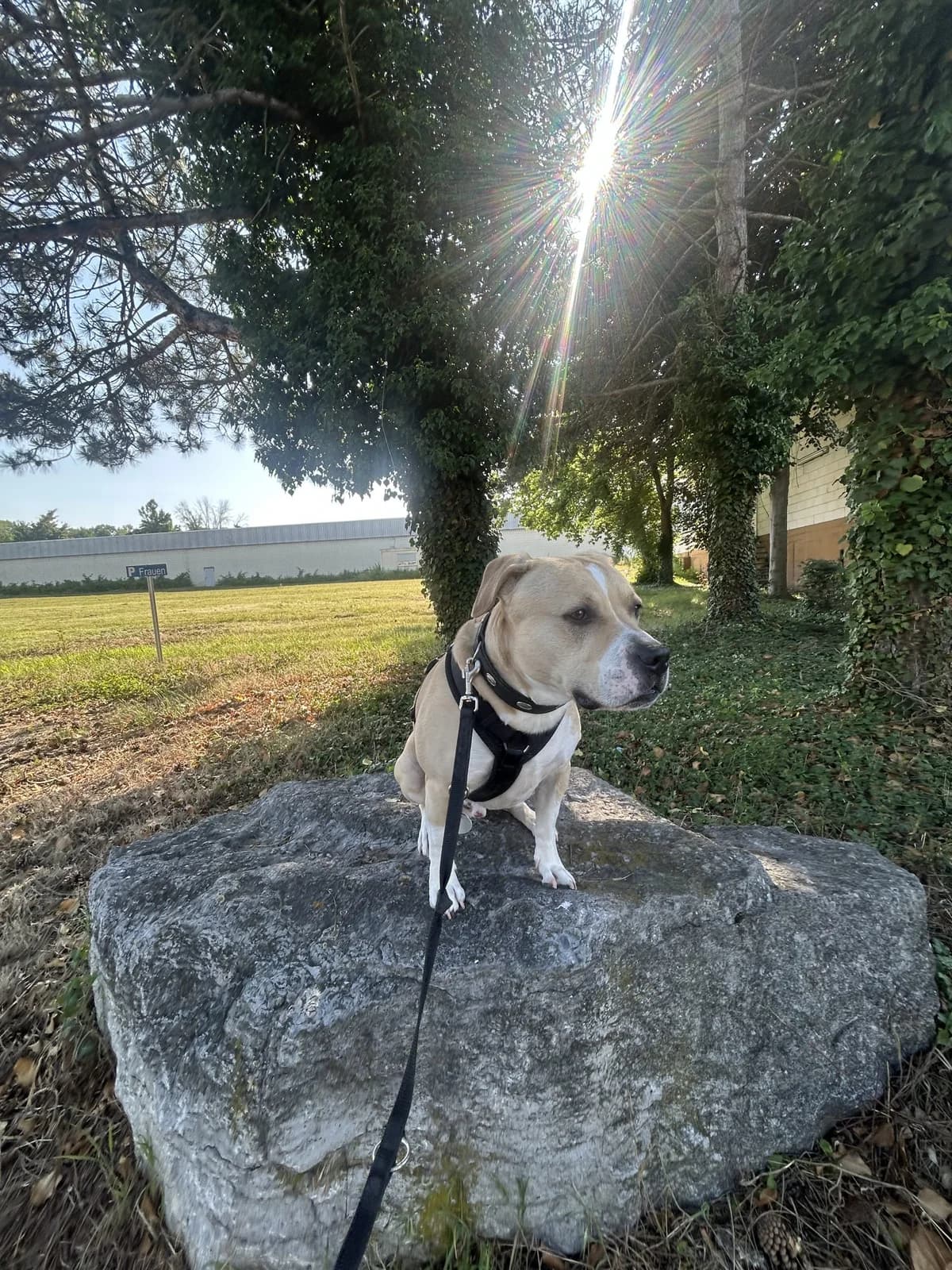 Vermittlungshilfe – Pablo ♂ 🇩🇪, male Mixed Breed for adoption at Tierschutzverein Hundehilfe Hinterland e.V., Biedenkopf