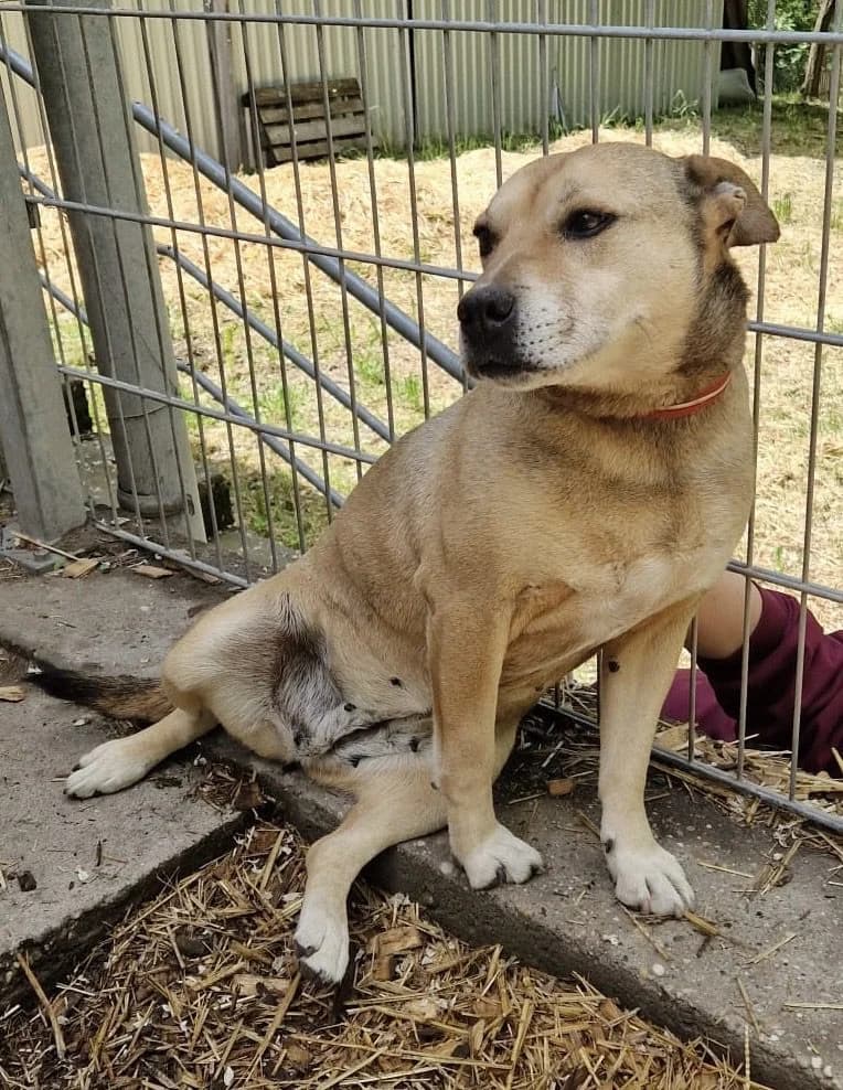 Cherry ♀ 🇭🇺, female senior Mixed Breed for adoption at Tierschutzverein Hundehilfe Hinterland e.V., Biedenkopf