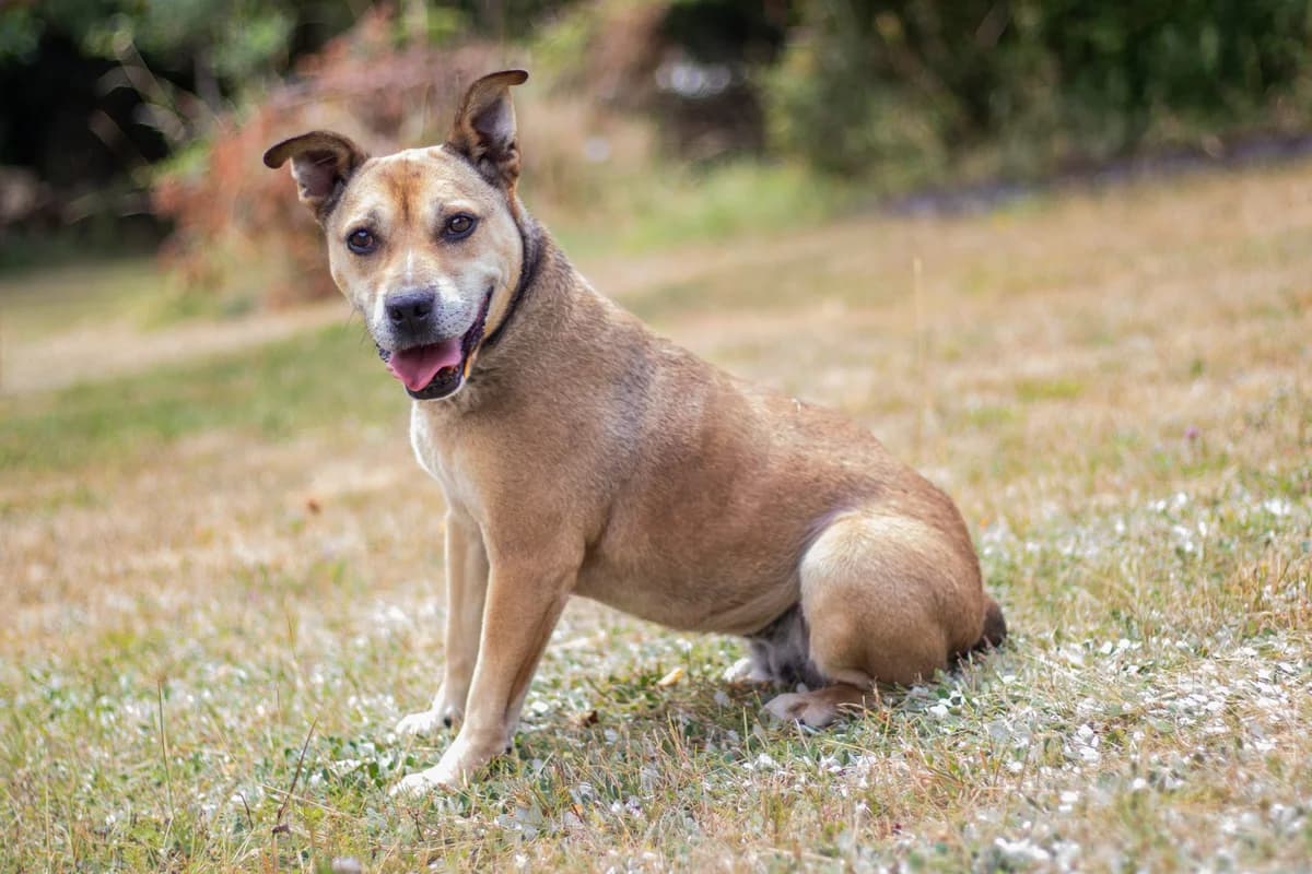 Cherry ♀ 🇩🇪, female senior Mixed Breed for adoption at Tierschutzverein Hundehilfe Hinterland e.V., Biedenkopf