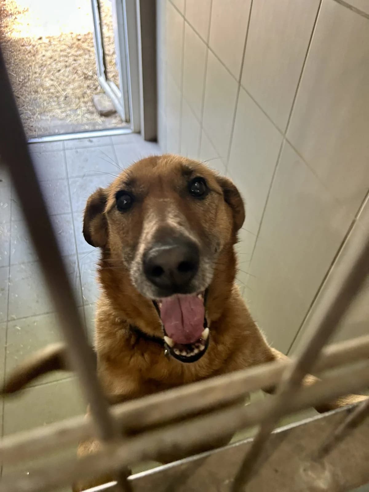 Cheese ♀ 🇭🇺, female Mixed Breed for adoption at Tierschutzverein Hundehilfe Hinterland e.V., Biedenkopf