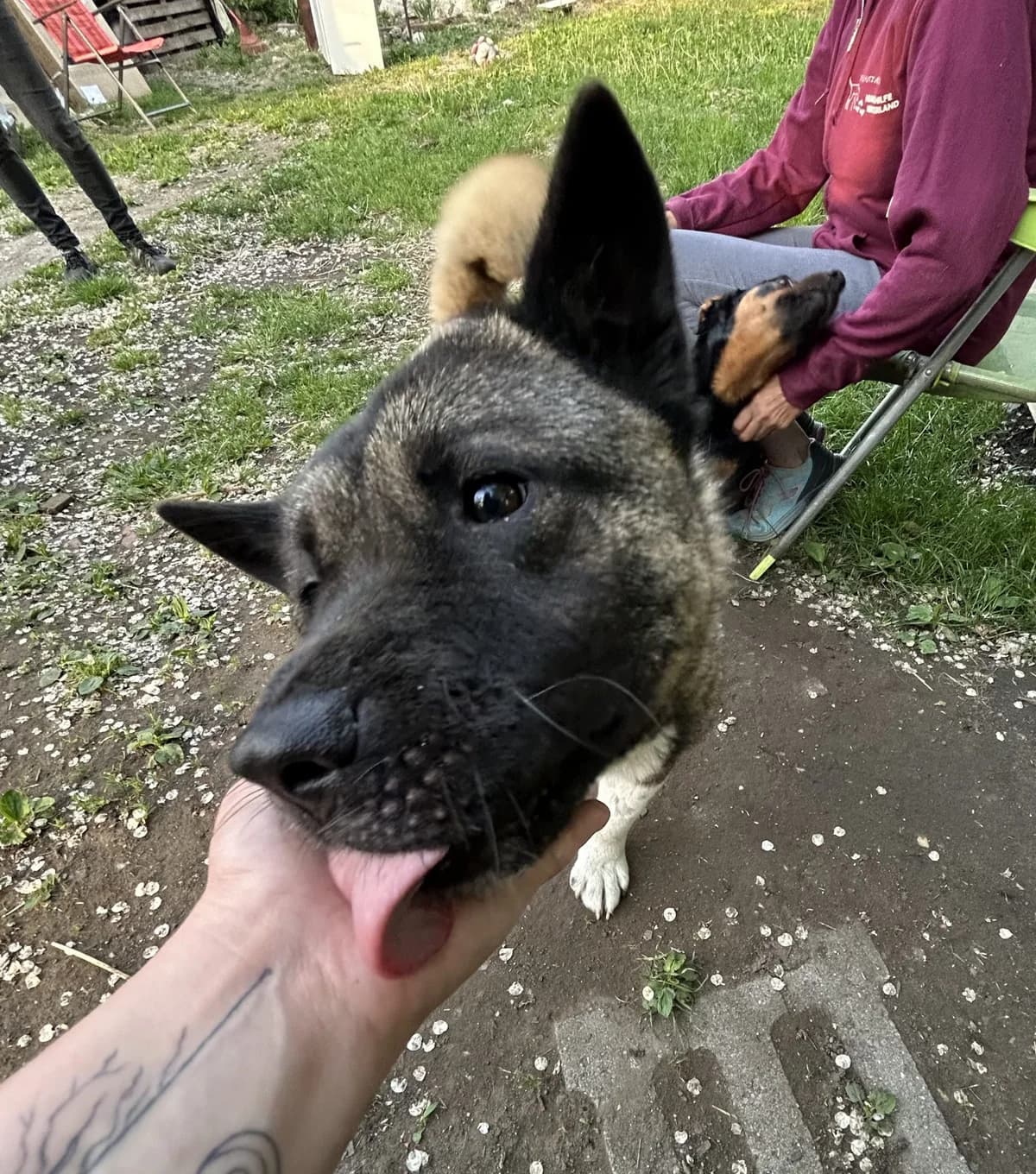 Doro ♀ 🇭🇺, female Mixed Breed for adoption at Tierschutzverein Hundehilfe Hinterland e.V., Biedenkopf