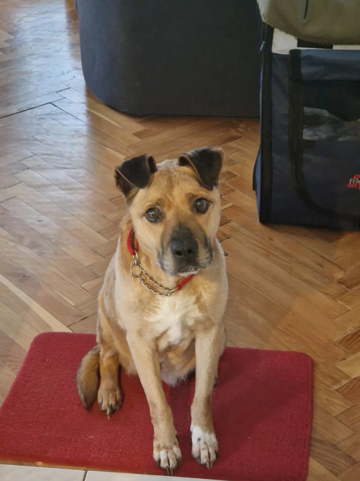 Tammy ♀ 🇩🇪, female 7yo Mixed Breed for adoption at Tierschutzverein Hundehilfe Hinterland e.V., Biedenkopf