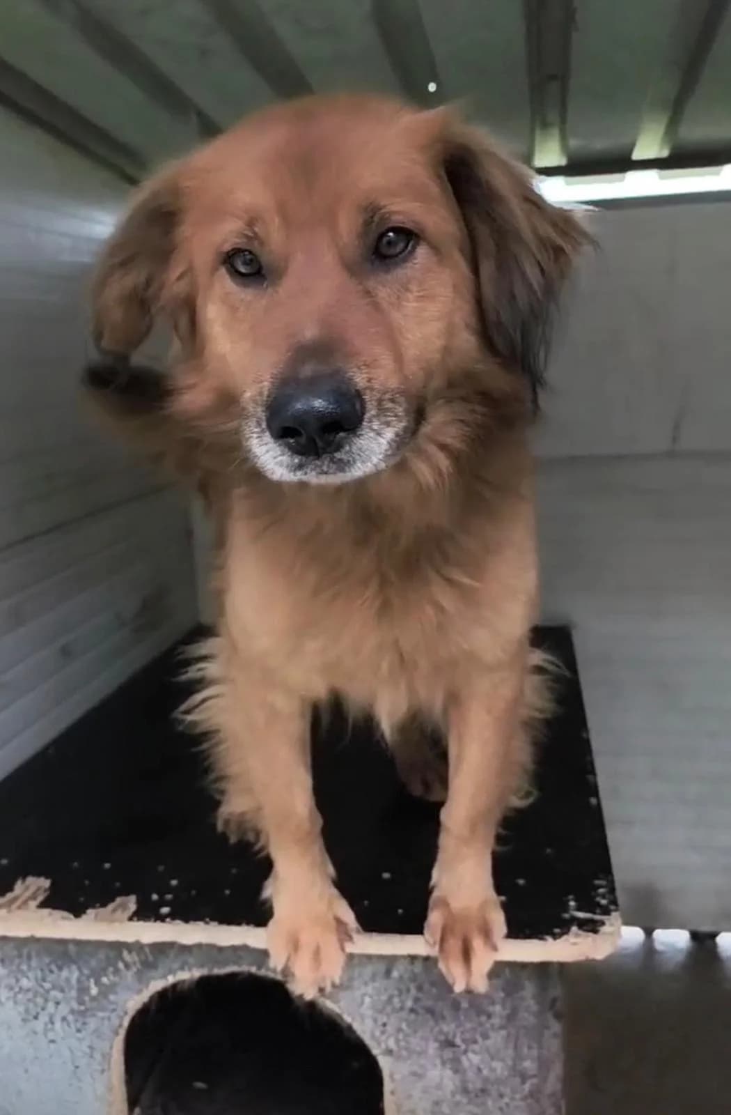 Walter ♂ 🇭🇺, male Mixed Breed for adoption at Tierschutzverein Hundehilfe Hinterland e.V., Biedenkopf