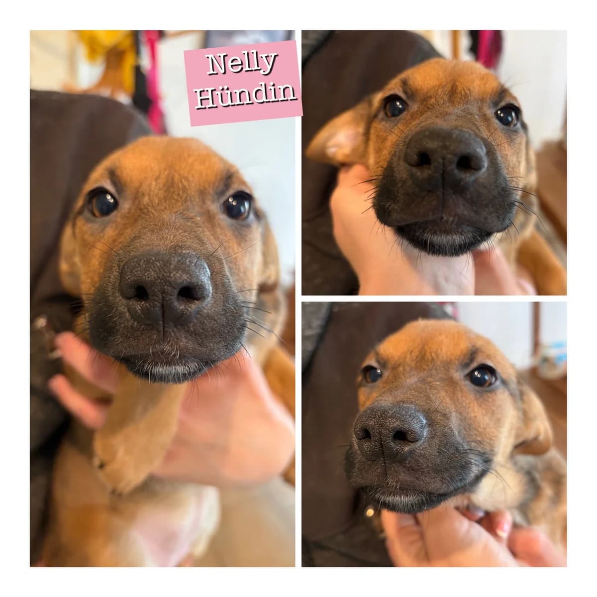 Nelly ♀ 🇭🇺, female puppy Mixed Breed for adoption at Tierschutzverein Hundehilfe Hinterland e.V., Biedenkopf