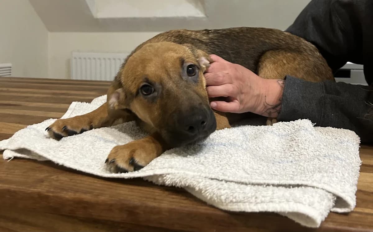 Nelly ♀ 🇭🇺, female puppy Mixed Breed for adoption at Tierschutzverein Hundehilfe Hinterland e.V., Biedenkopf