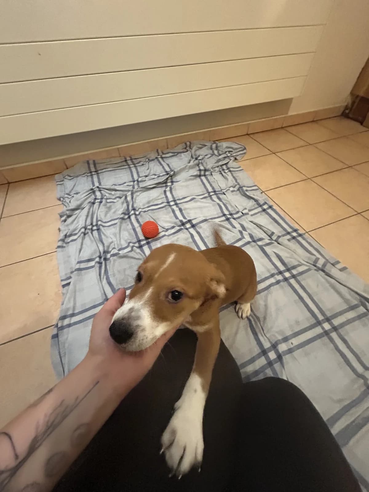 Doris ♀ 🇭🇺 -reserviert, female puppy Mixed Breed for adoption at Tierschutzverein Hundehilfe Hinterland e.V., Biedenkopf