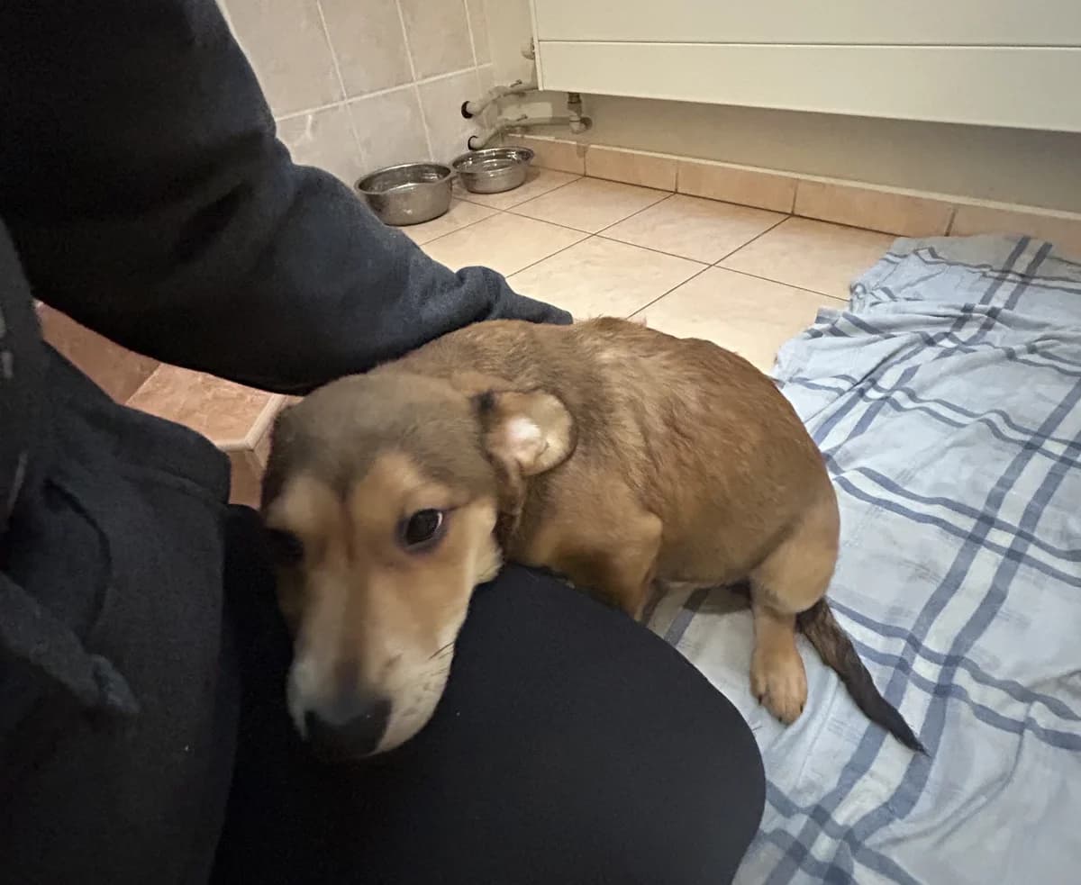 Lenny ♂ 🇭🇺, male puppy Mixed Breed for adoption at Tierschutzverein Hundehilfe Hinterland e.V., Biedenkopf