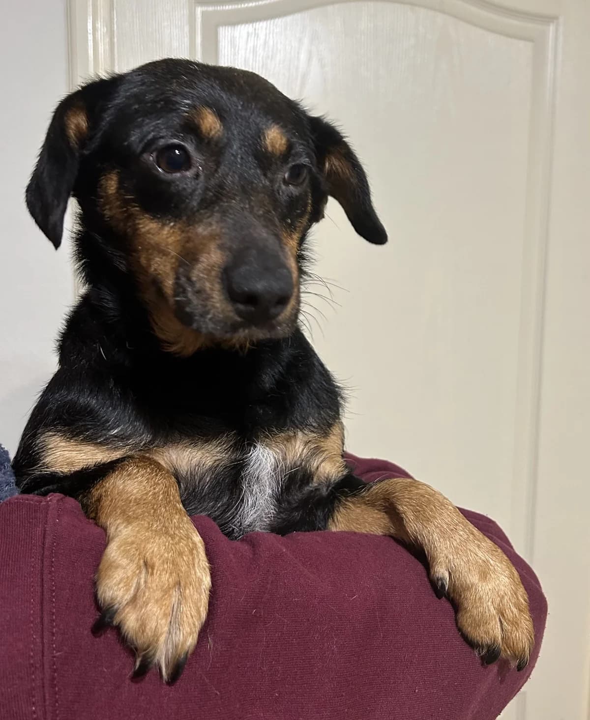 Panni ♀ 🇭🇺 -reserviert, female 3yo Mixed Breed for adoption at Tierschutzverein Hundehilfe Hinterland e.V., Biedenkopf