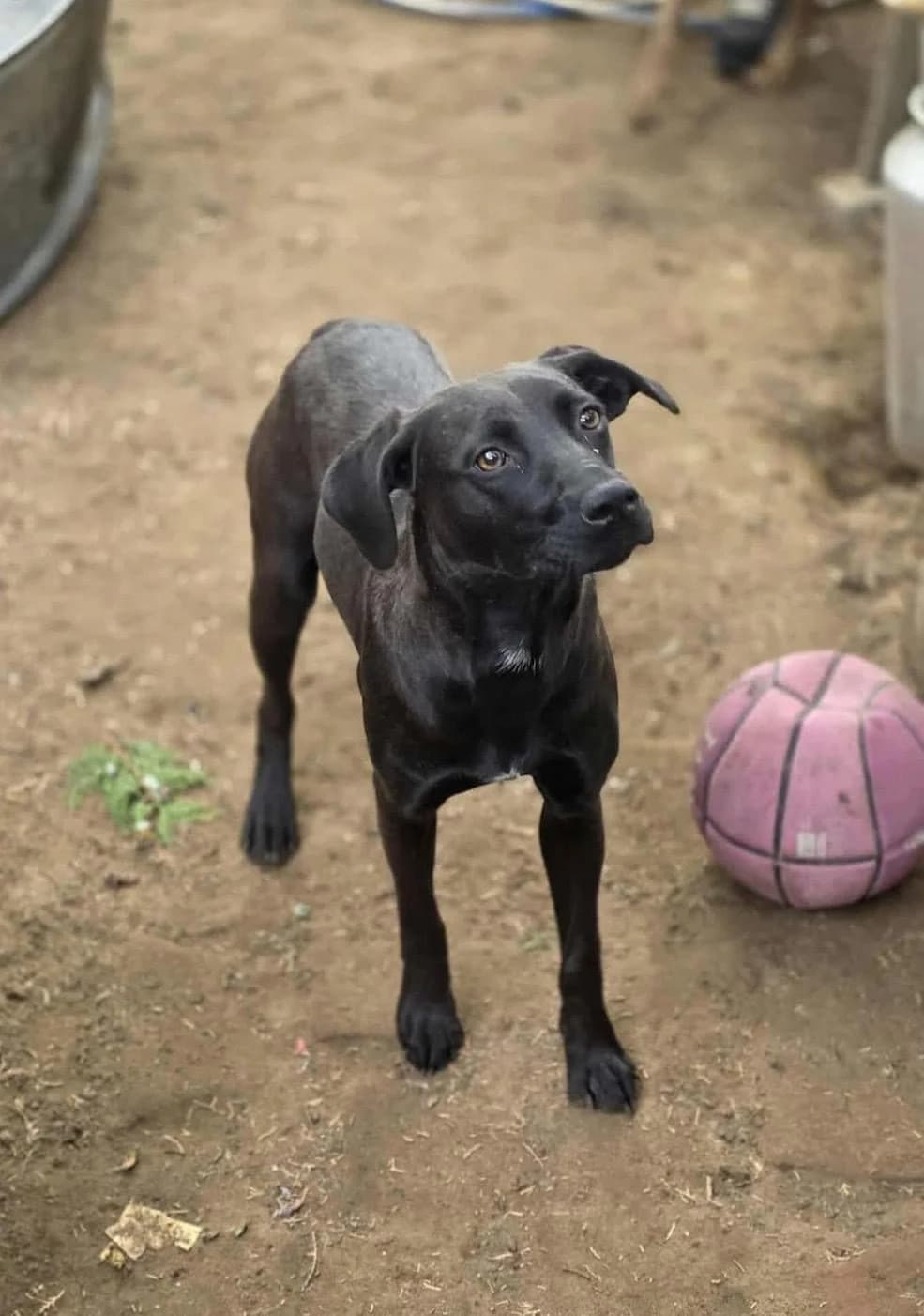 Lara ♀ 🇭🇺, female young Mixed Breed for adoption at Tierschutzverein Hundehilfe Hinterland e.V., Biedenkopf