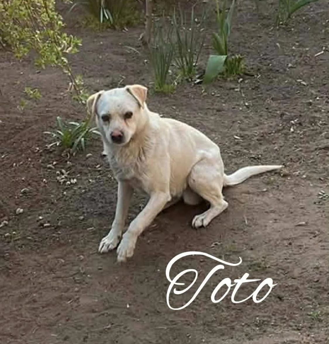 Toto ♂ 🇭🇺, male young Mixed Breed for adoption at Tierschutzverein Hundehilfe Hinterland e.V., Biedenkopf