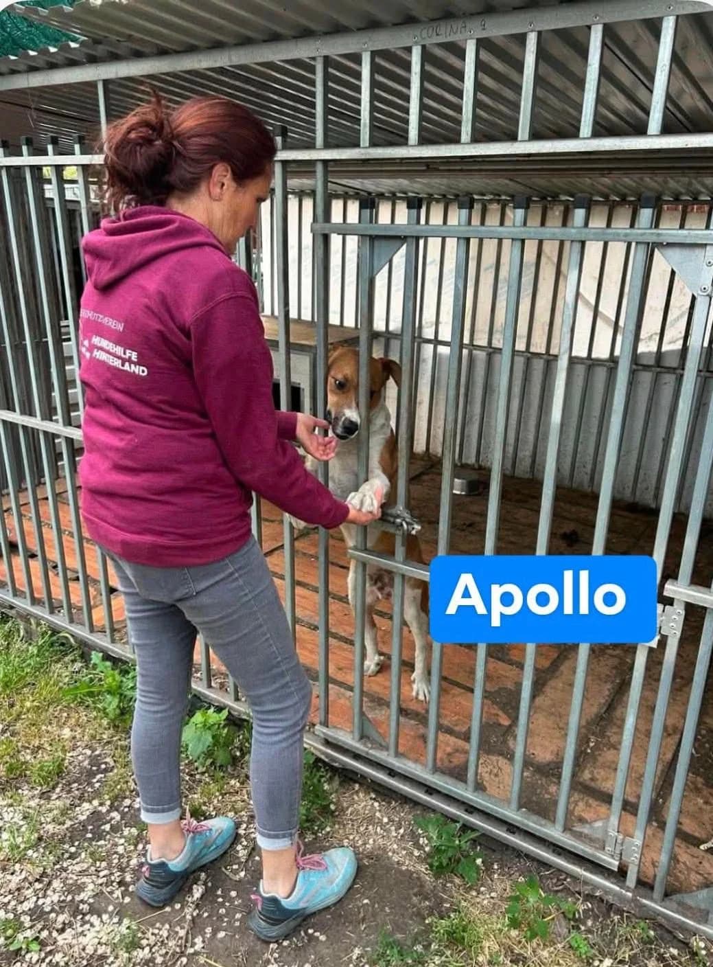 Apollo ♂ 🇭🇺, male young Mixed Breed for adoption at Tierschutzverein Hundehilfe Hinterland e.V., Biedenkopf