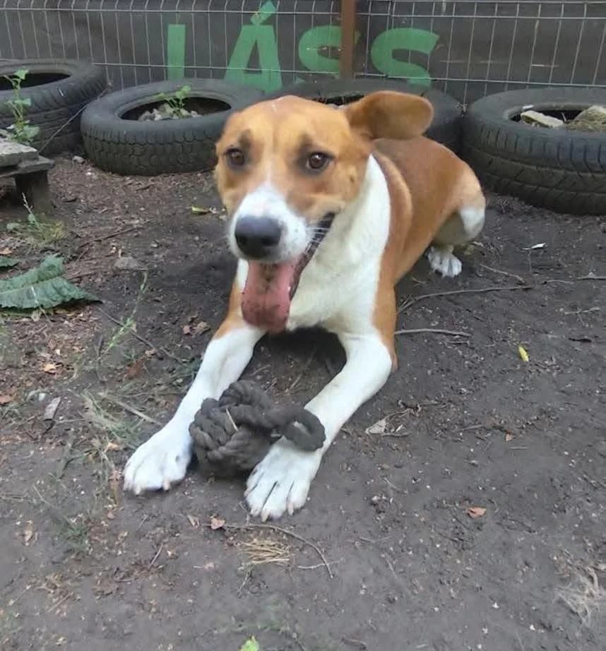 Apollo ♂ 🇭🇺, male young Mixed Breed for adoption at Tierschutzverein Hundehilfe Hinterland e.V., Biedenkopf