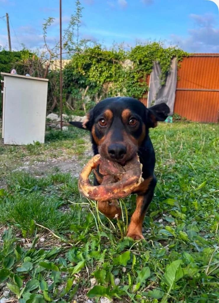 Floppy ♂ 🇭🇺, schwarz male young Mixed Breed for adoption at Tierschutzverein Hundehilfe Hinterland e.V., Biedenkopf