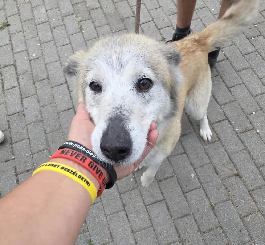 Hamvas ♀ 🇭🇺, female senior Mixed Breed for adoption at Tierschutzverein Hundehilfe Hinterland e.V., Biedenkopf