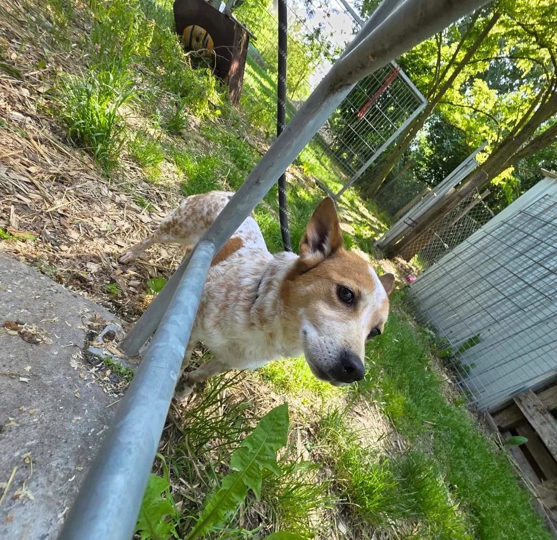 Malyva ♀ 🇭🇺 -reserviert, female 7yo Mixed Breed for adoption at Tierschutzverein Hundehilfe Hinterland e.V., Biedenkopf