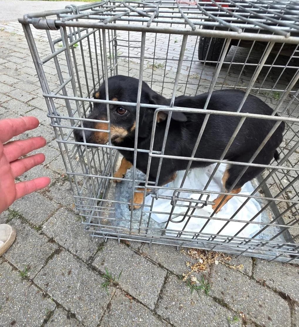 Boby ♂ 🇭🇺, male 3yo Mixed Breed for adoption at Tierschutzverein Hundehilfe Hinterland e.V., Biedenkopf
