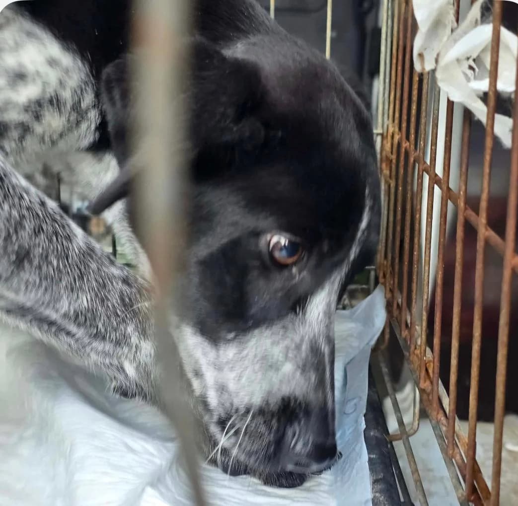 Makos ♂ 🇭🇺, male young Mixed Breed for adoption at Tierschutzverein Hundehilfe Hinterland e.V., Biedenkopf