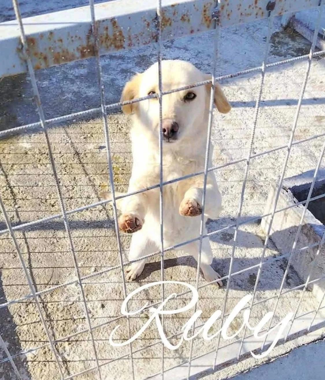 Ruby ♀ 🇭🇺, female Mixed Breed for adoption at Tierschutzverein Hundehilfe Hinterland e.V., Biedenkopf