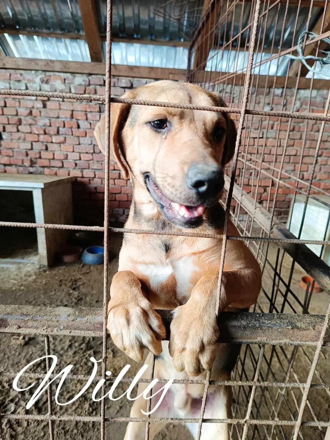 Willy ♂ 🇭🇺, male Mixed Breed for adoption at Tierschutzverein Hundehilfe Hinterland e.V., Biedenkopf