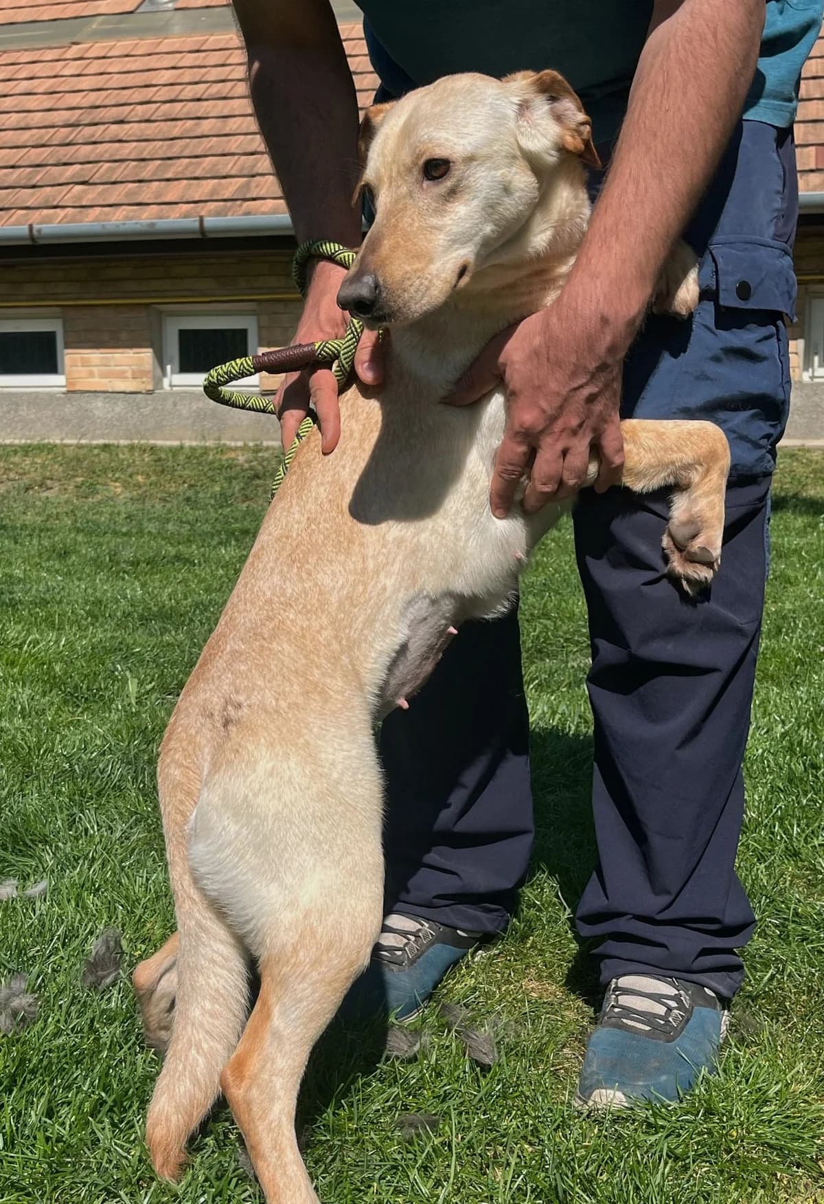 Maja ♀ 🇭🇺, male Mixed Breed for adoption at Tierschutzverein Hundehilfe Hinterland e.V., Biedenkopf
