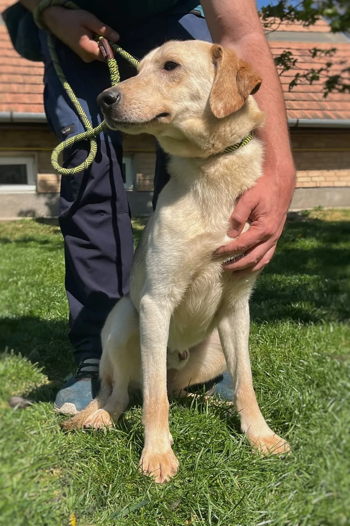 Beli ♂ 🇭🇺, male Mixed Breed for adoption at Tierschutzverein Hundehilfe Hinterland e.V., Biedenkopf
