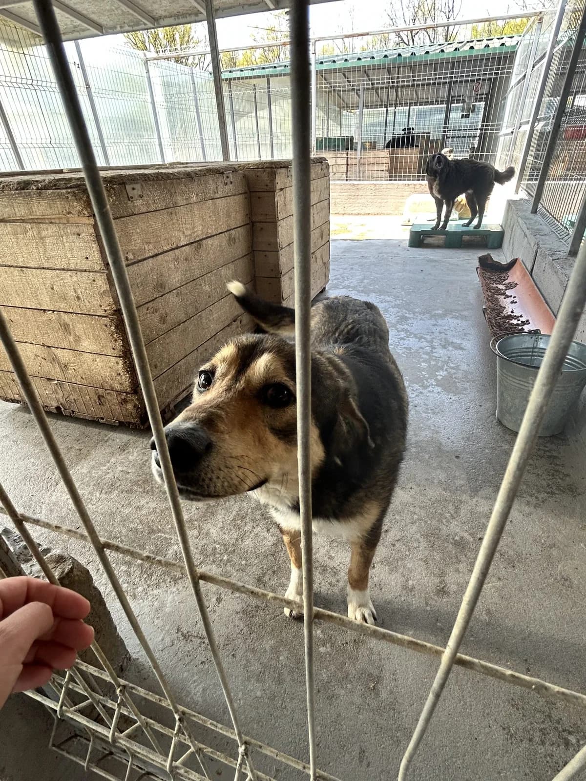 Avalon ♂ 🇷🇴, male young Mixed Breed for adoption at Tierschutzverein Hundehilfe Hinterland e.V., Biedenkopf