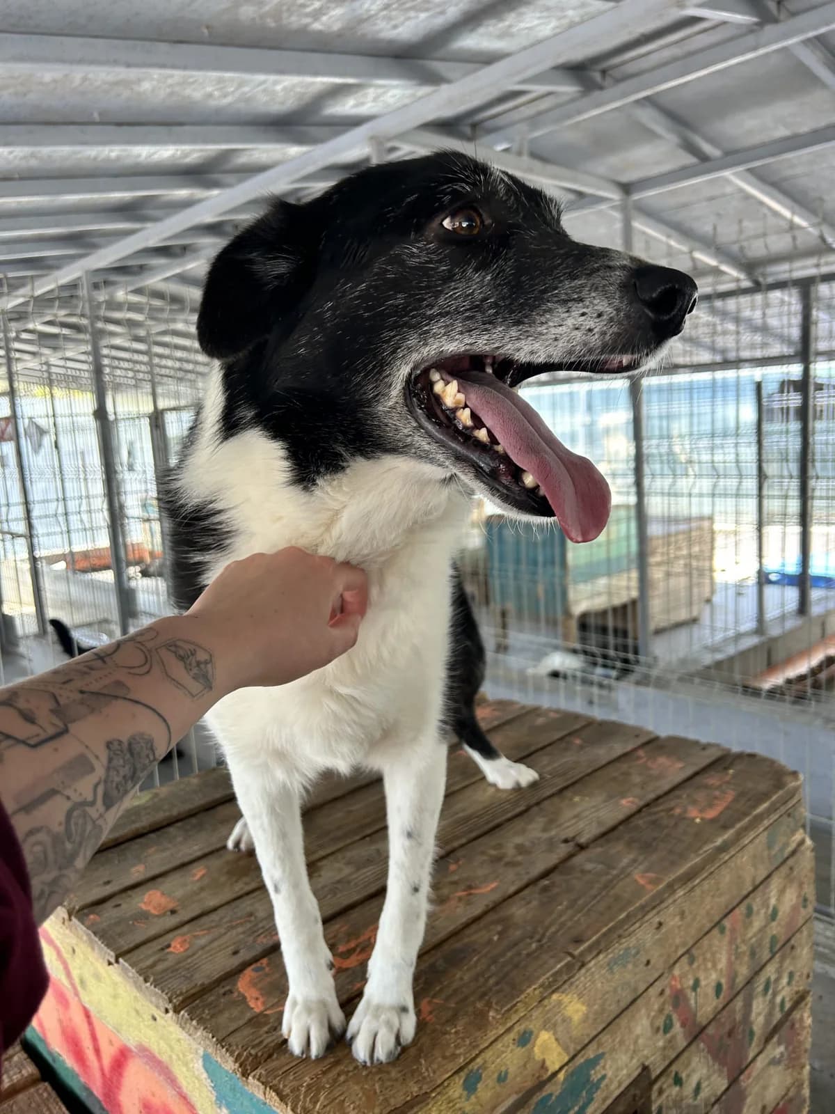 Larisa ♀ 🇷🇴, female 3yo Mixed Breed for adoption at Tierschutzverein Hundehilfe Hinterland e.V., Biedenkopf