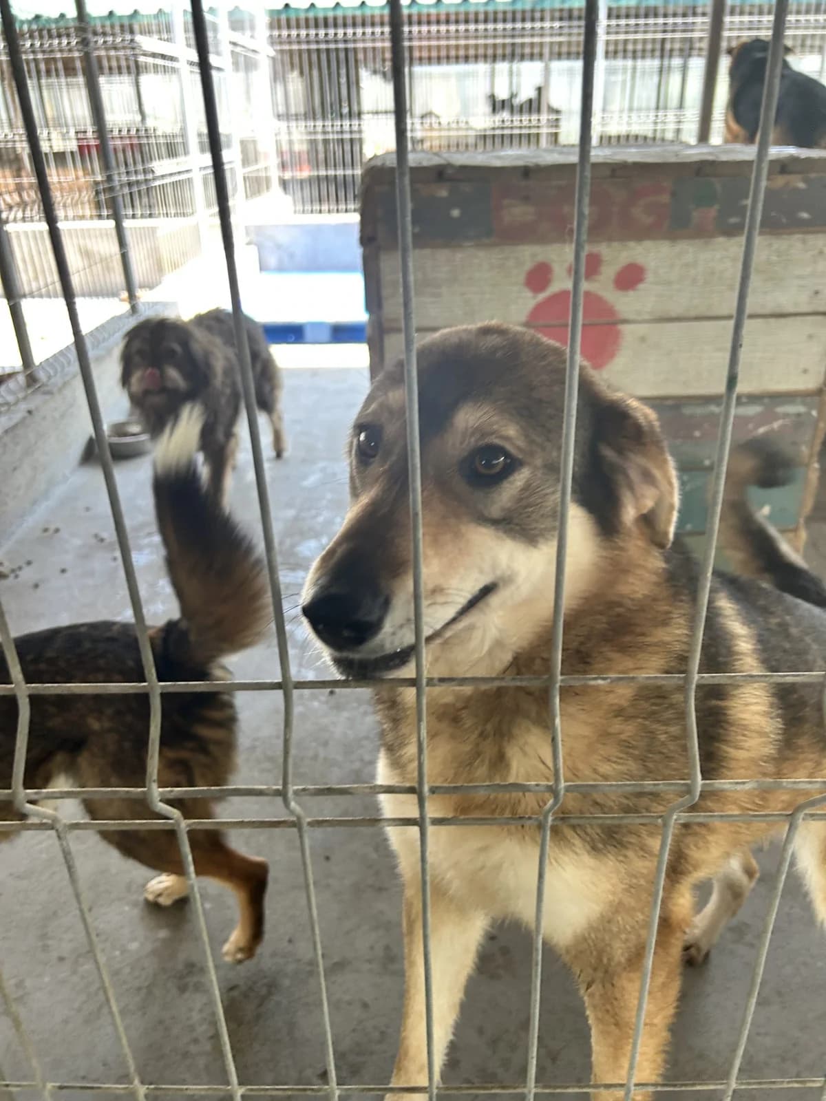 Monika ♀ 🇷🇴, female 4yo Mixed Breed for adoption at Tierschutzverein Hundehilfe Hinterland e.V., Biedenkopf
