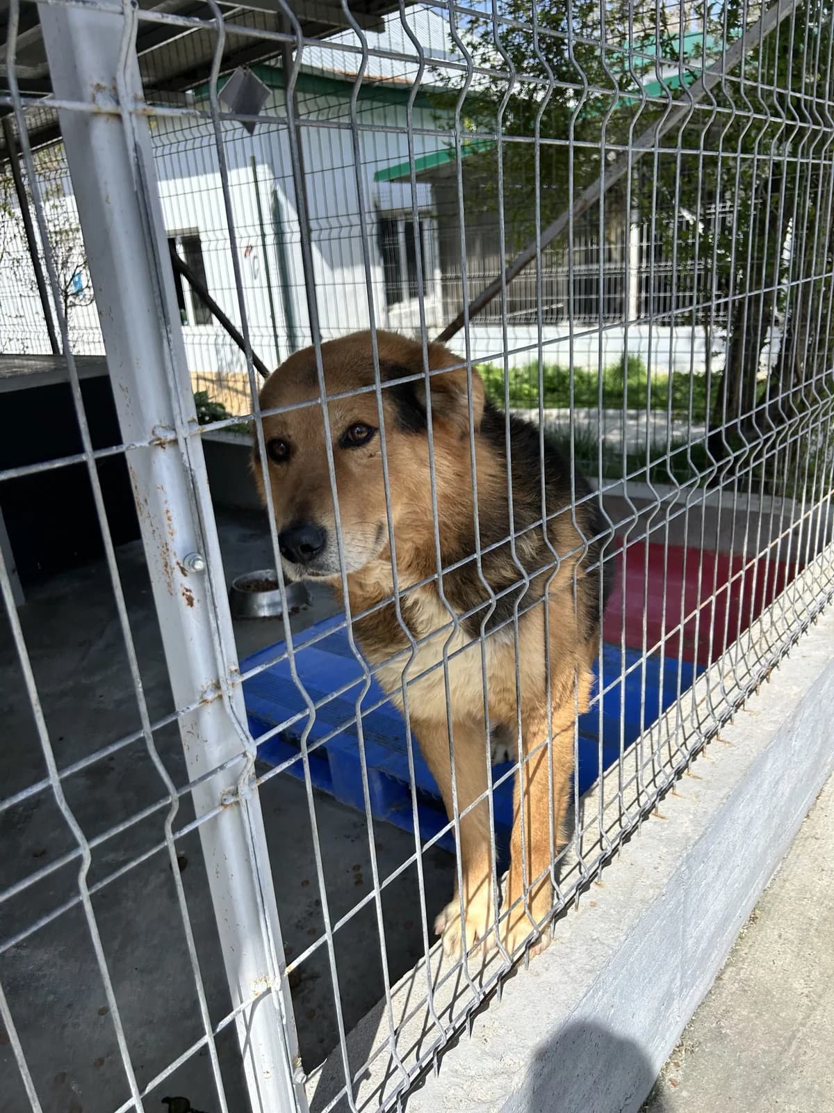 Nautilus ♂ 🇷🇴, male senior Mixed Breed for adoption at Tierschutzverein Hundehilfe Hinterland e.V., Biedenkopf
