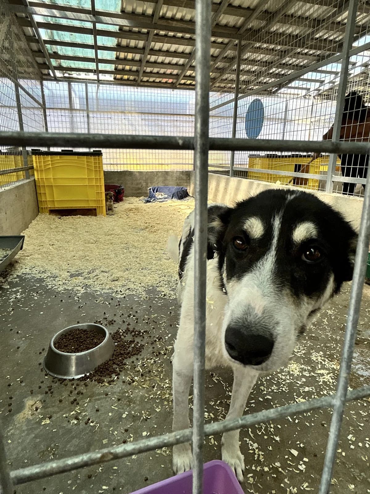 18341 ♀ 🇷🇴, female puppy Mixed Breed for adoption at Tierschutzverein Hundehilfe Hinterland e.V., Biedenkopf