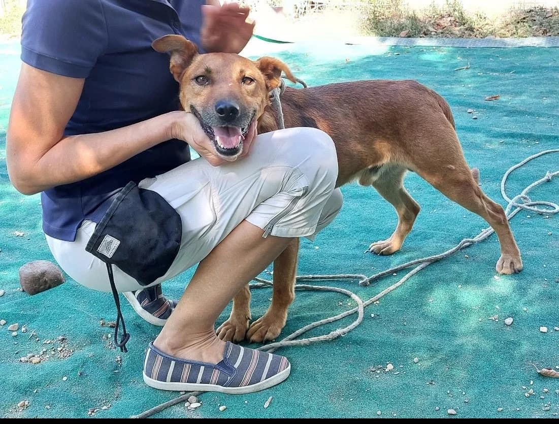 Firka ♂ 🇭🇺, male 6yo Mixed Breed for adoption at Tierschutzverein Hundehilfe Hinterland e.V., Biedenkopf