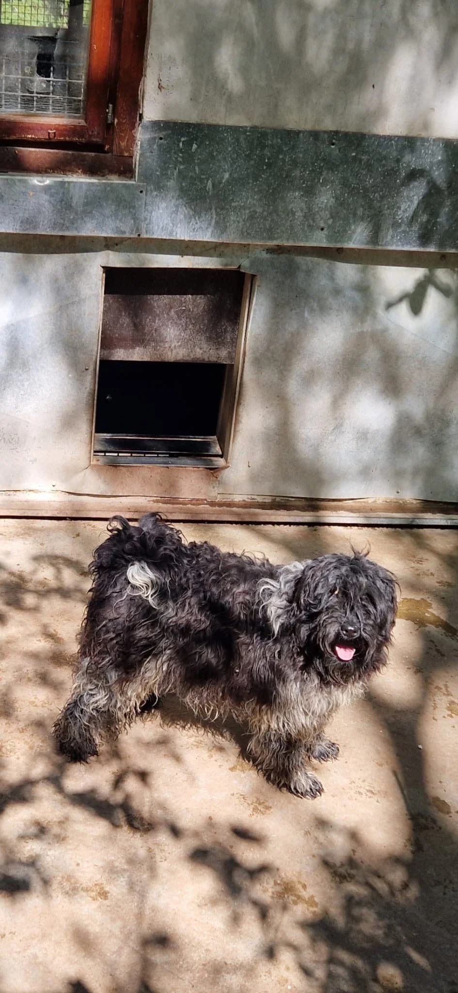 Cuba ♂ 🇭🇺, male puppy Mixed Breed for adoption at Tierschutzverein Hundehilfe Hinterland e.V., Biedenkopf